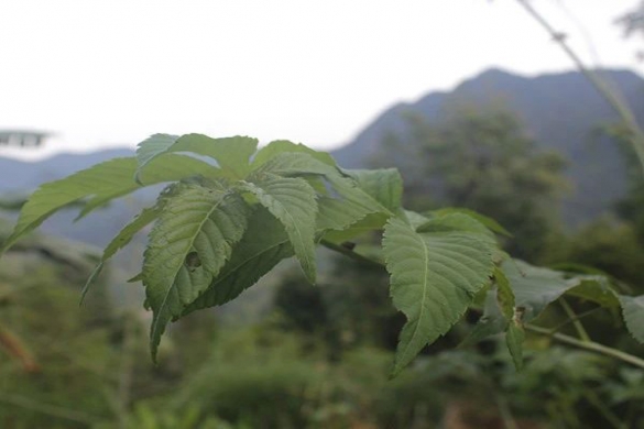 广西甜茶的功效你知道多少？